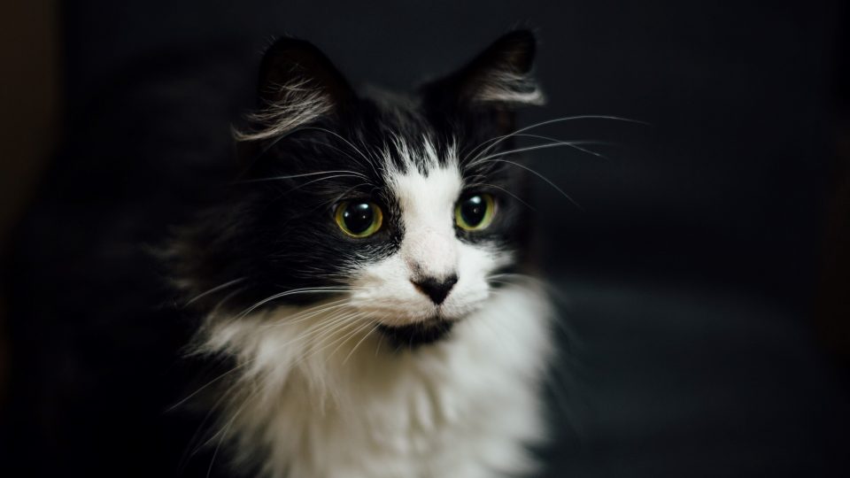 My Cat Is Walking Low To The Ground Why Is She Crouching?