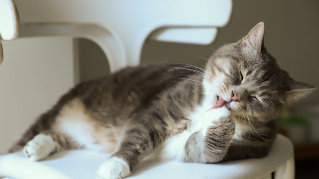cat's paw pads peeling