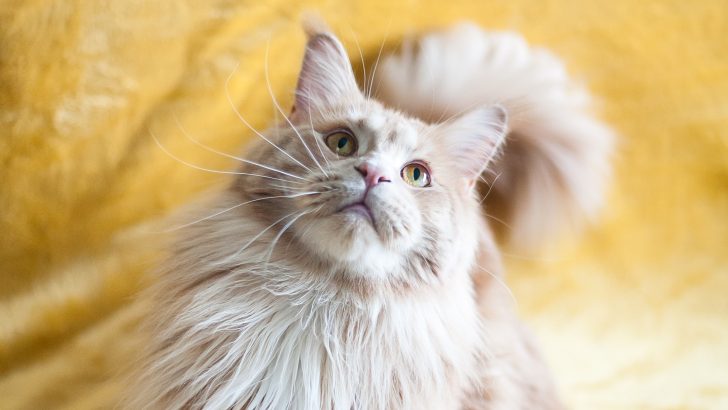 Cream Maine Coon Cat: The Crème De La Crème Of Felines