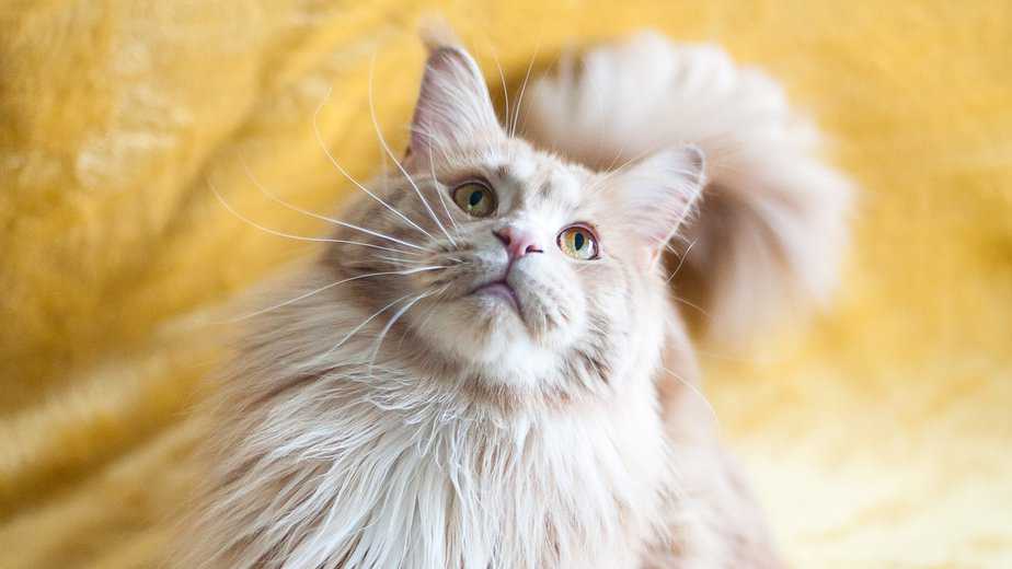 cream maine coon