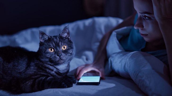 Kedilerin Geceleri Işığa İhtiyacı Var mı? Bu Kadar Parlak Olan Onlar Değil mi? 
