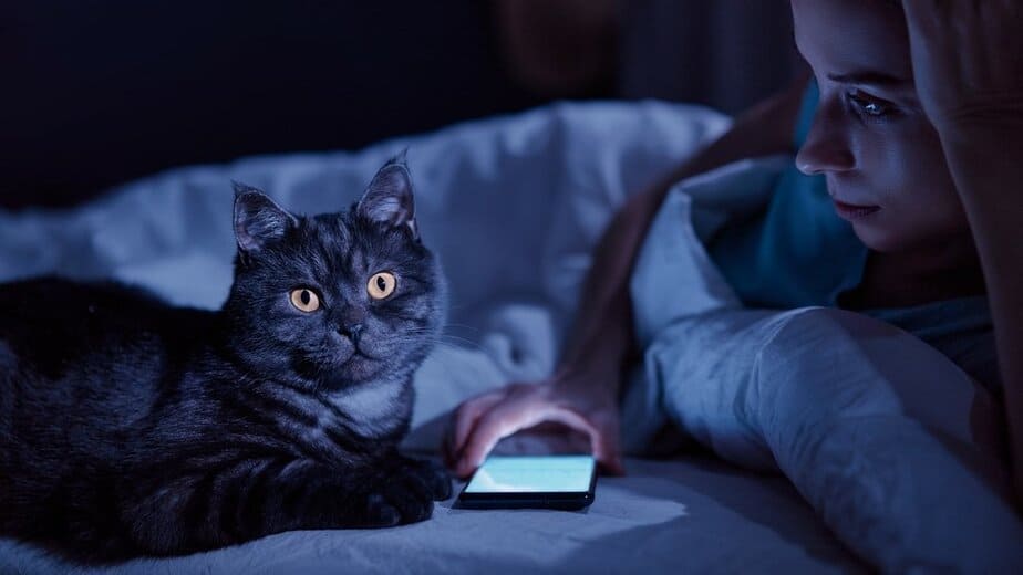 do cats need light at night