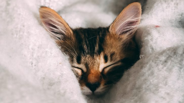 Do Cats Sleep More In Winter? Are They Fans Of “Frozen” Or Not?