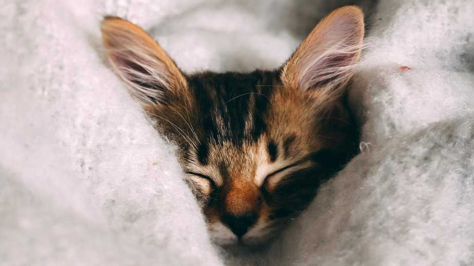 kediler kışın daha mı çok uyur?
