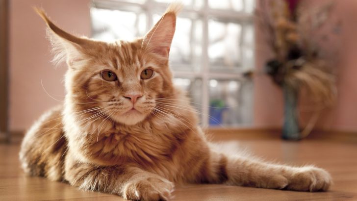 Do Maine Coon Cats Shed Excessively? Oh, Pawlease…