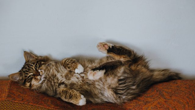 do male cats have nipples