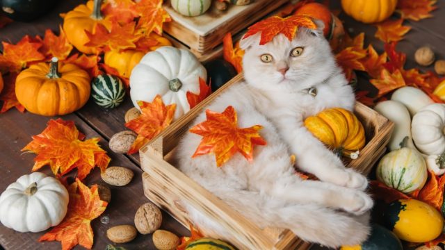 fall cat names