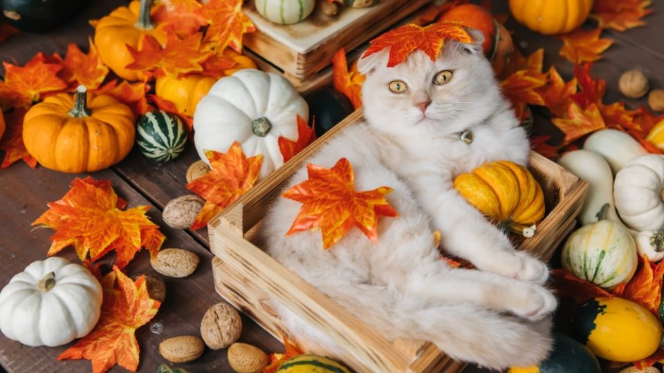 200+ Cute Fall Cat Names To Suit Your Feline's Halloween Spirit!