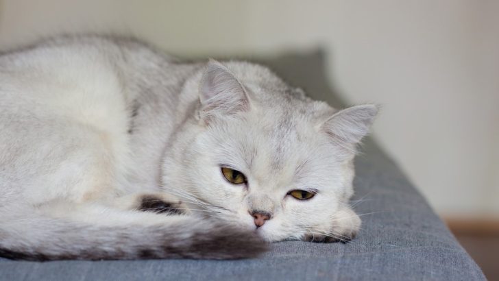 Kedi Lenfoması: Kanserli Bir Kediye Ne Zaman Ötenazi Yapılmalı? 