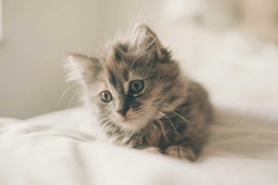 5 Reasons Hand-Reared Kittens Might Be Extra Loving