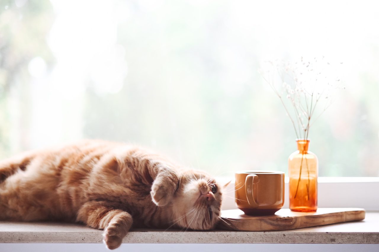 Kediler Yeşil Çay İçebilir mi? Bu Demleme Kediniz İçin Güvenli mi?