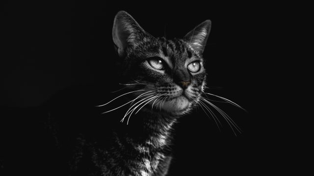 gothic cat names