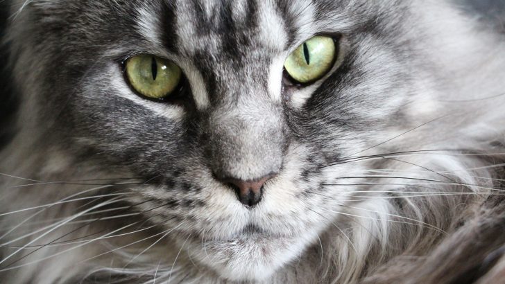 Grey Maine Coon: Everything You Need To Know And More