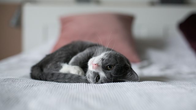 how do cats choose who to sleep with