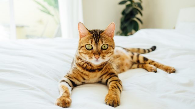 how long do bengal cats live