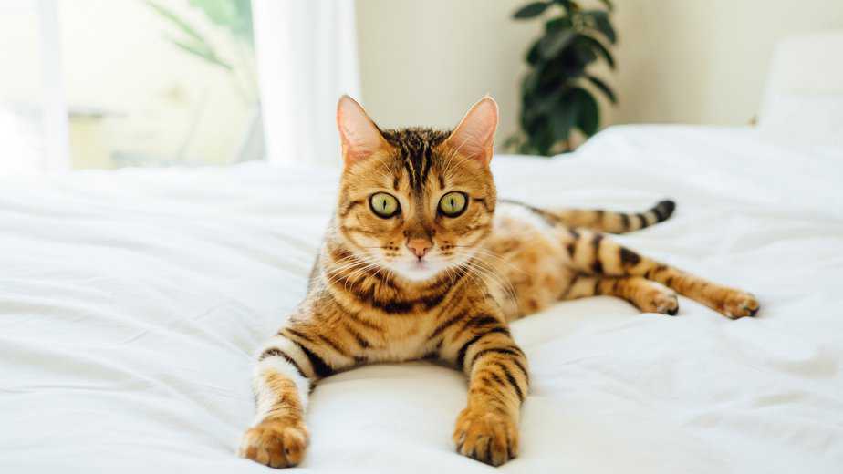 how long do bengal cats live