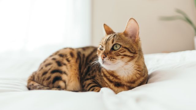 how to discipline a bengal cat