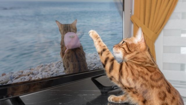 how to keep cats off flat screen tv
