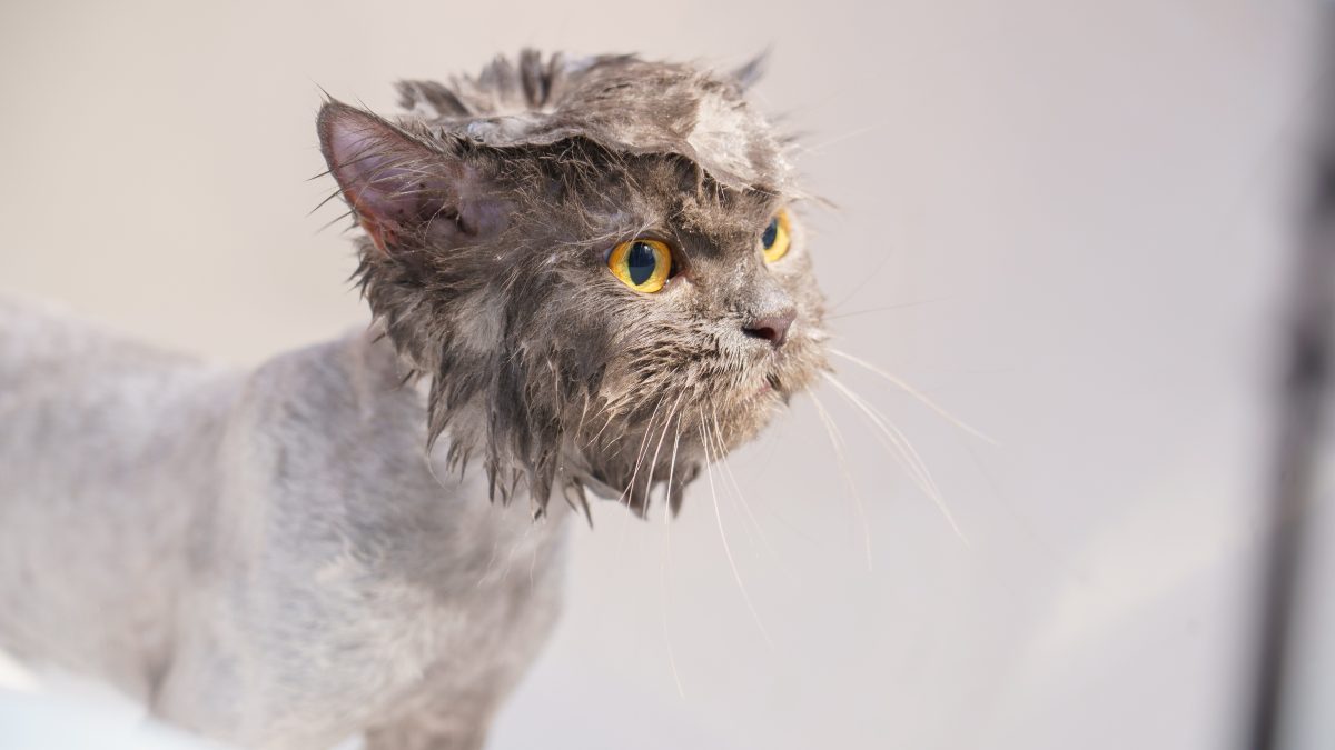 Is Dawn Dish Soap Safe For Cats? Can You Wash Her With It?