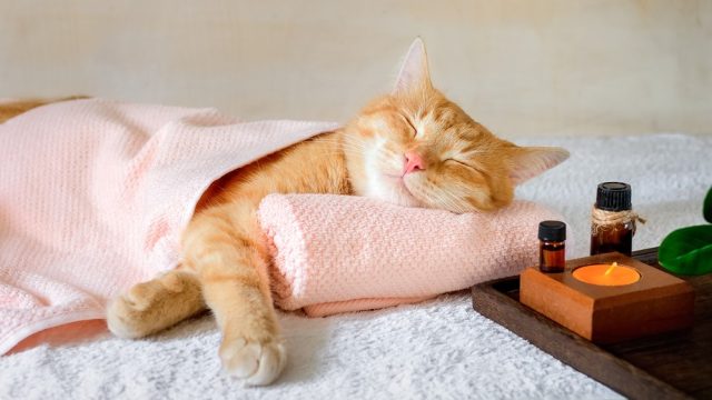is patchouli safe for cats