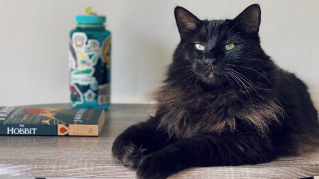 lord of the rings cat names