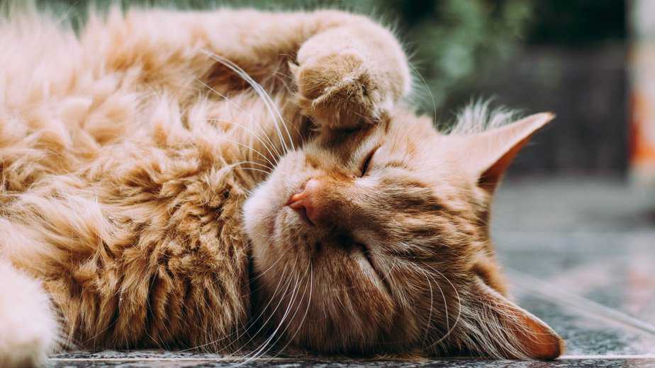 maine coon cross tabby