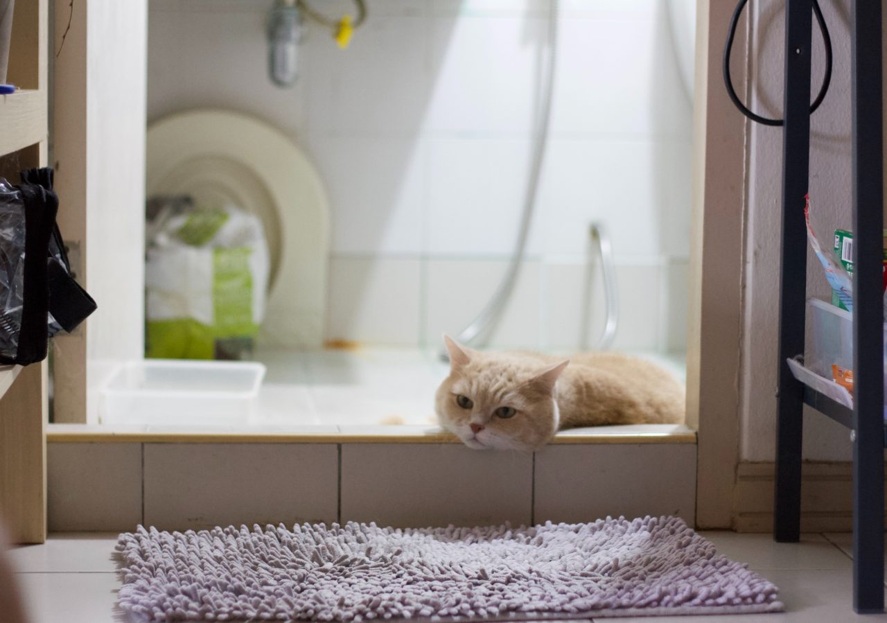 Sick Cat Sleeping In The Bathtub? Here's What You Need To Know!