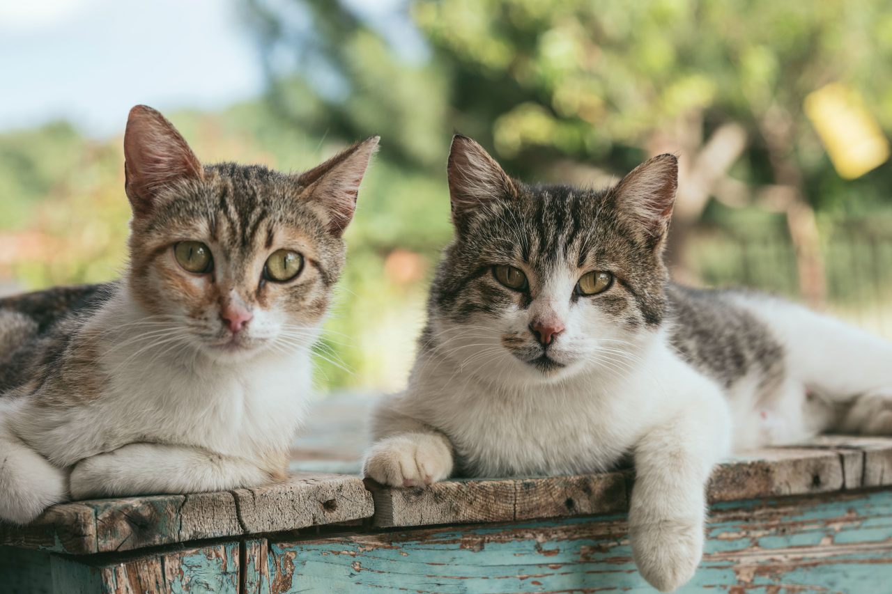 Kısırlaştırılmış Erkek Kedi Yavru Kedilere Zarar Verir mi? Onları Nasıl Güvende Tutabilirsiniz?