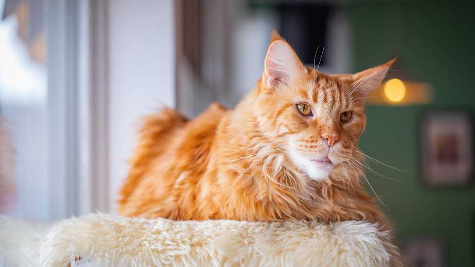 orange maine coon