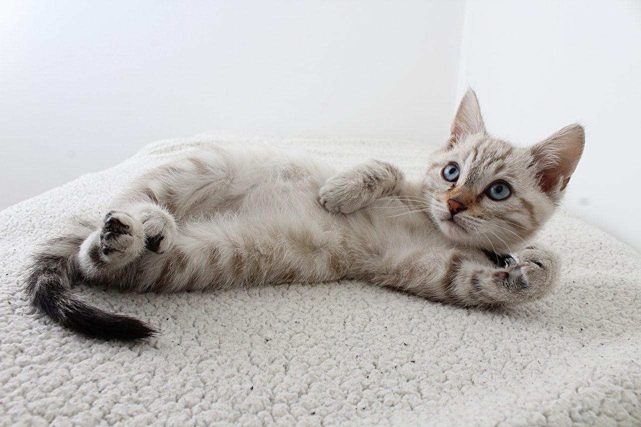 When Should I Let My Kitten Roam The House: Tips And Tricks