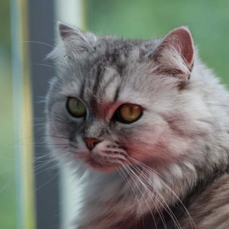230-roman-cat-names-for-the-emperor-of-your-home