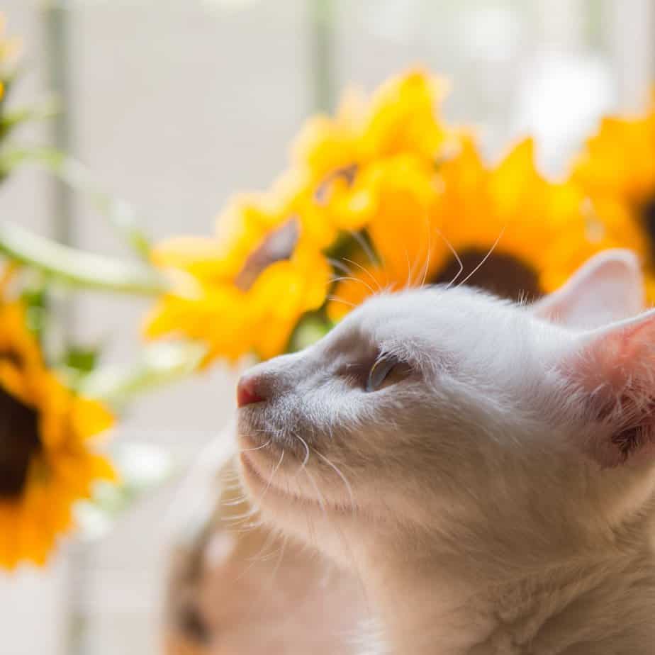 550+ Unique Polish Cat Names For Your Furbaby