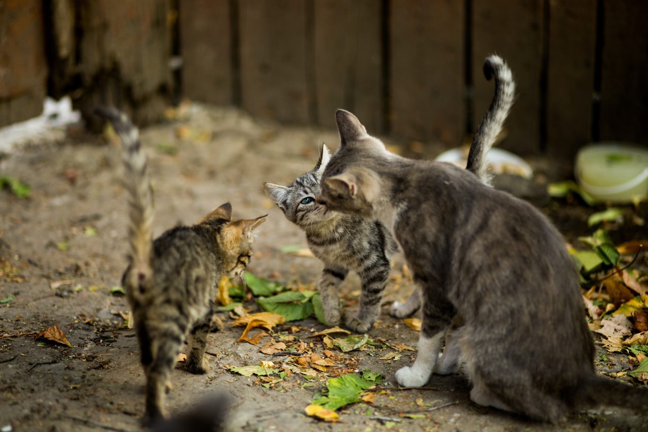 A Mother Cat Biting And Kicking Kittens: Is It Normal Or Cruel?