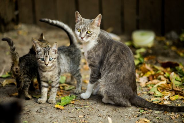 A Mother Cat Biting And Kicking Kittens: Is It Normal Or Cruel?