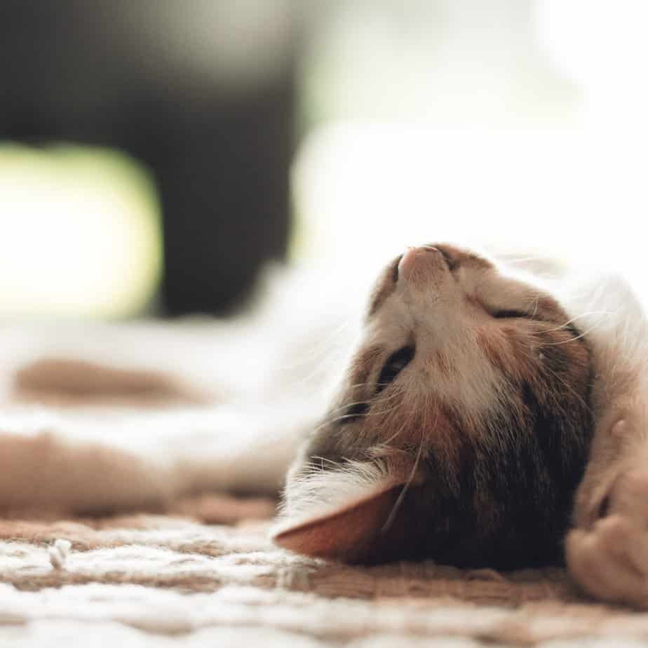 550+ Unique Polish Cat Names For Your Furbaby