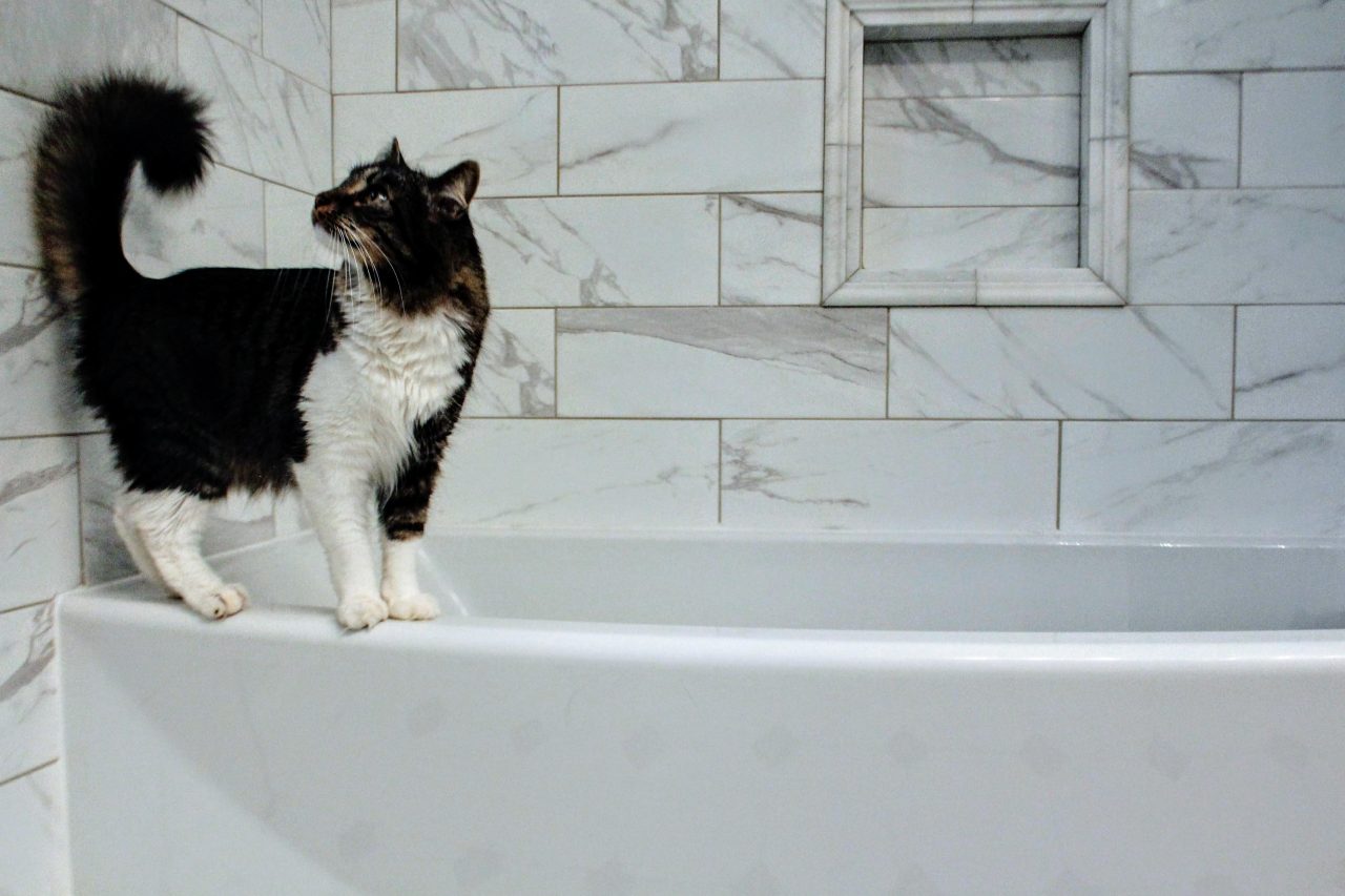 Sick Cat Sleeping In The Bathtub? Here's What You Need To Know!