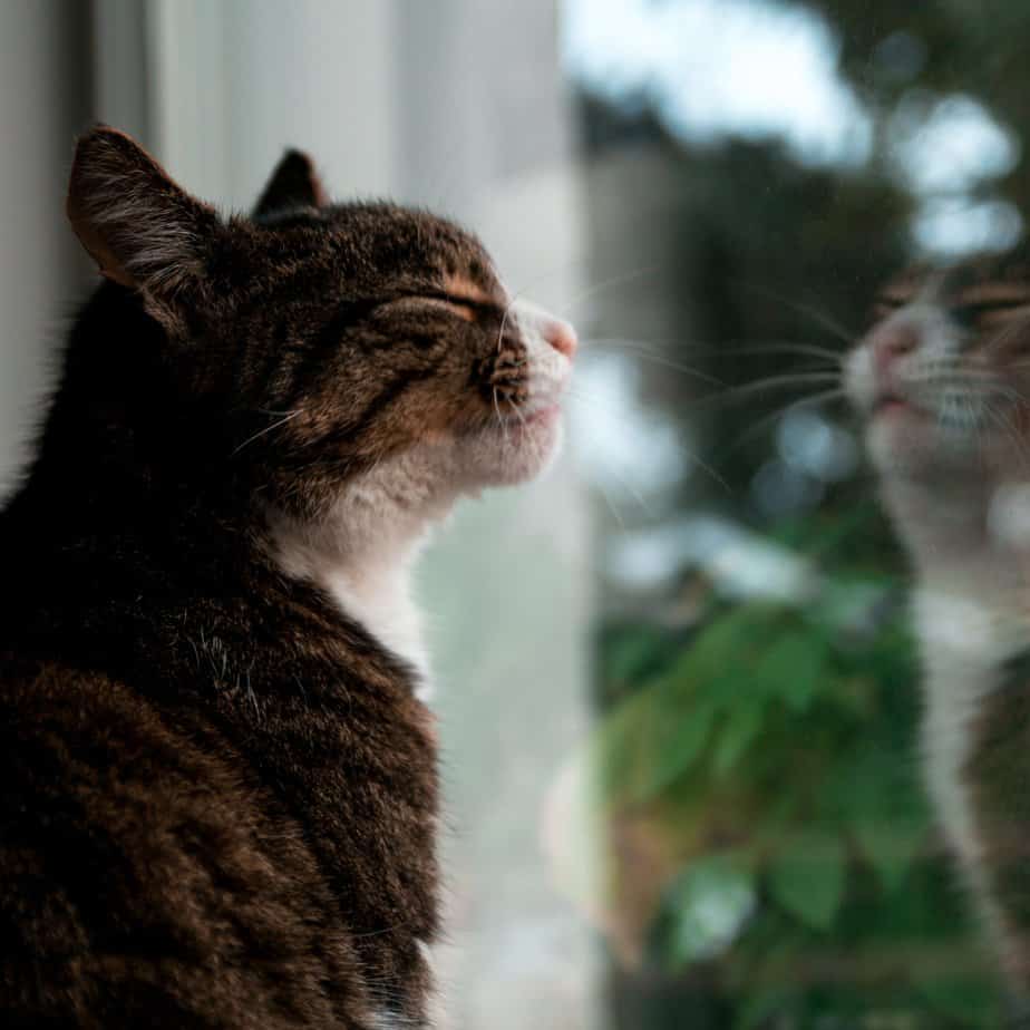 550+ Unique Polish Cat Names For Your Furbaby