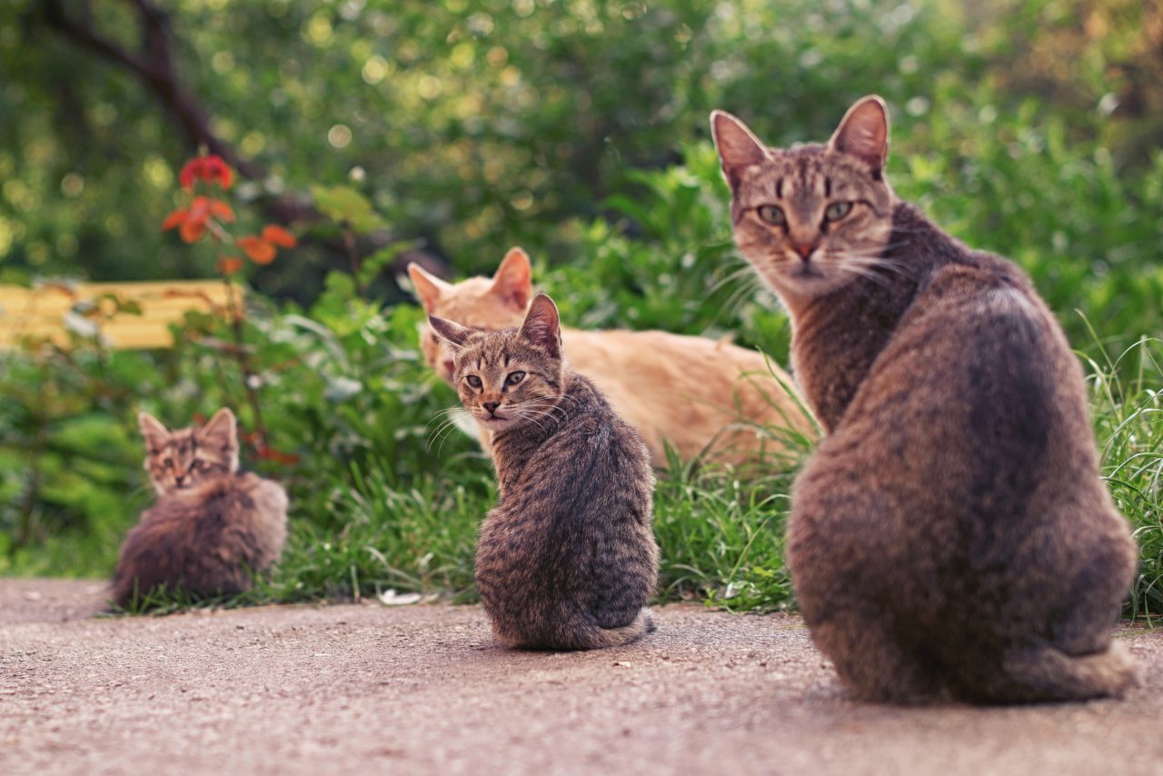 A Mother Cat Biting And Kicking Kittens: Is It Normal Or Cruel?