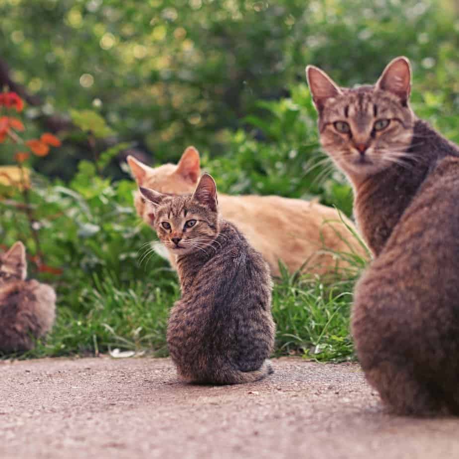 A Mother Cat Biting And Kicking Kittens Is It Normal Or Cruel?