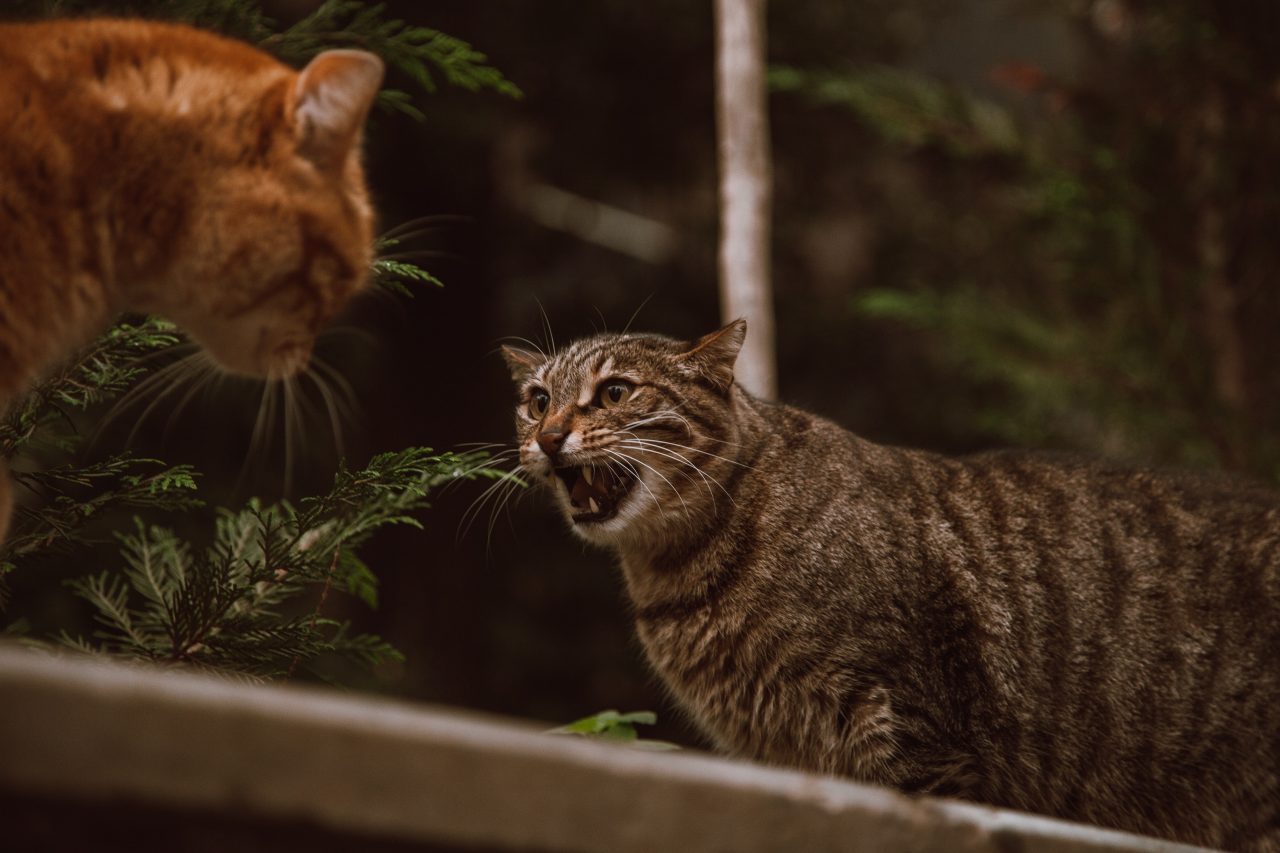 A Mother Cat Biting And Kicking Kittens: Is It Normal Or Cruel?