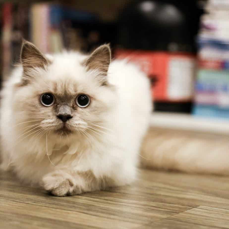 550+ Unique Polish Cat Names For Your Furbaby