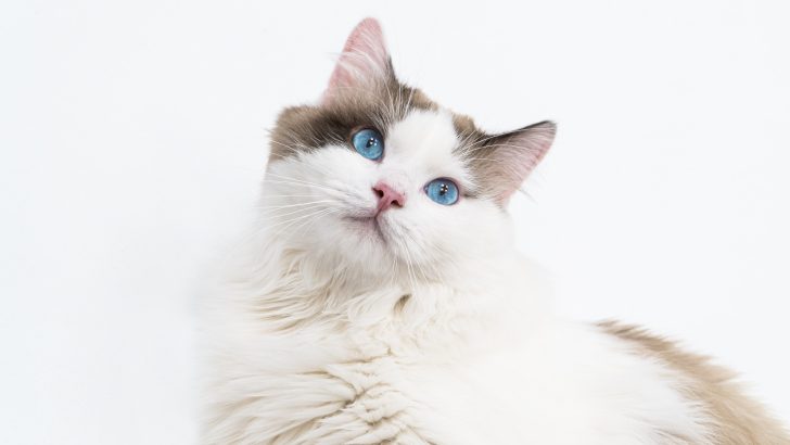 Ragdoll Snowshoe Cat: Bu Tüylüleri Öne Çıkaran Nedir?