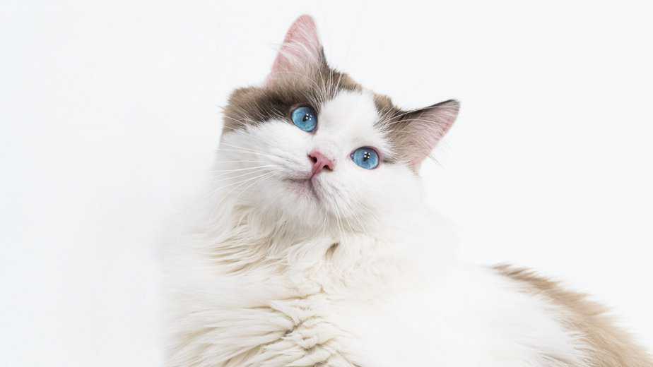 ragdoll snowshoe cat