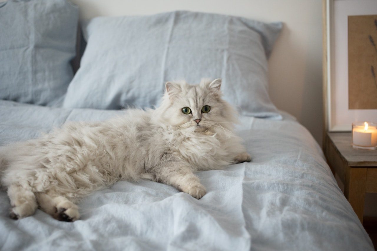 Persian Ragdoll Mix: All You Need To Know, Fur Real