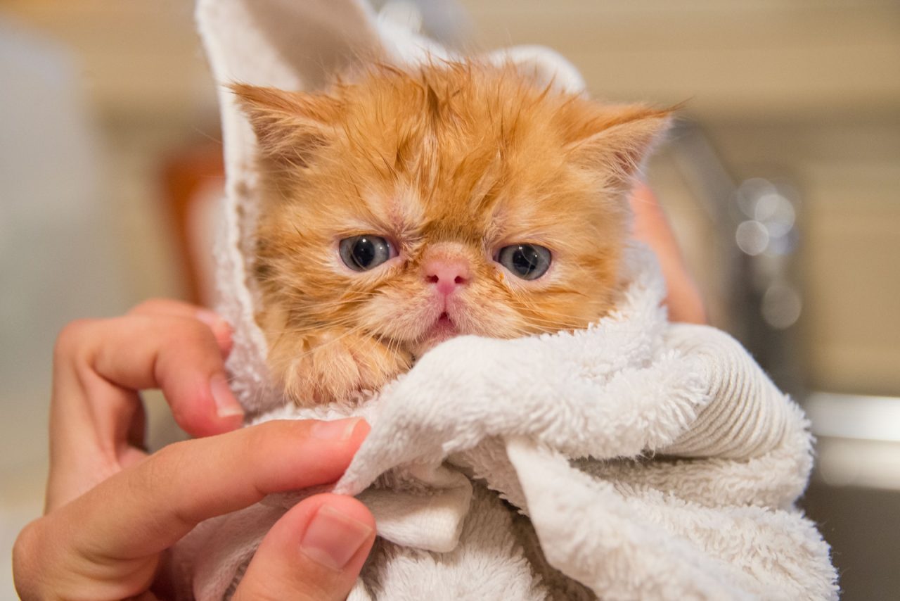 Kedim Banyodan Sonra Neden Titriyor? Bunun Nesi Var?