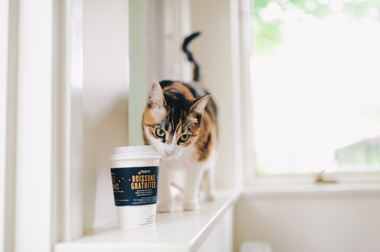 Can Cats Drink Green Tea? Is This Brew Safe For Your Feline?