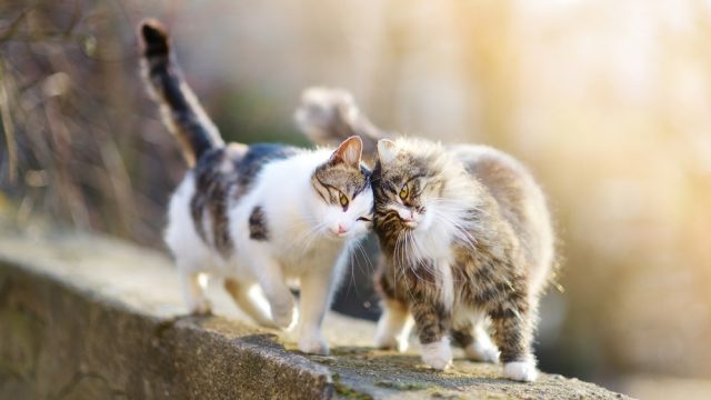 separating bonded cats
