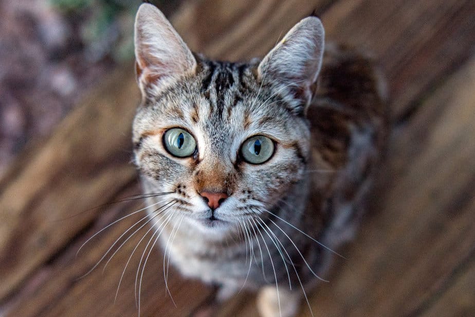 Do Cats Have Eyelashes? Do They 