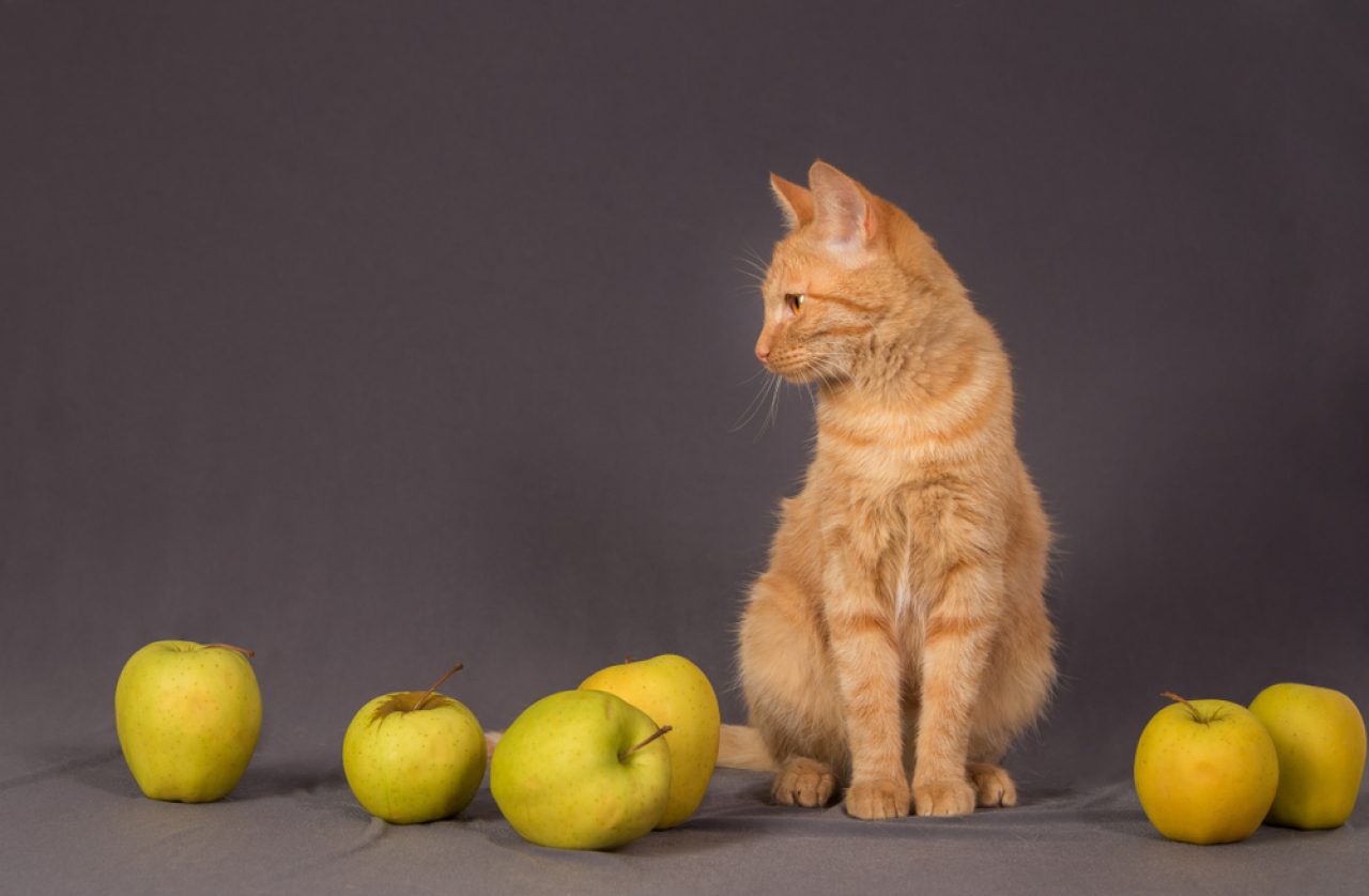 Kediler Elma Suyu İçebilir mi? Kendini Serbest Bırakabilir mi?