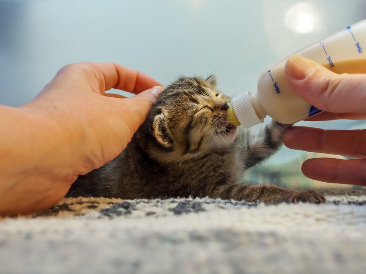 Are Hand-Reared Kittens More Affectionate? (Here's The Answer)